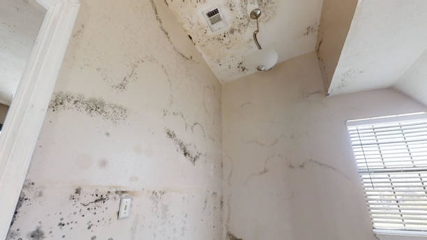 Best Real Estate Mold Inspection  in Buenaventura Lakes, FL