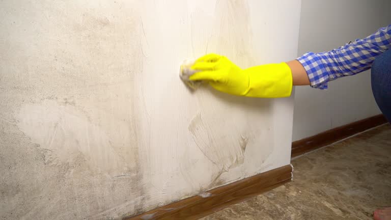 Best Mold Damage Restoration  in Buenaventura Lakes, FL