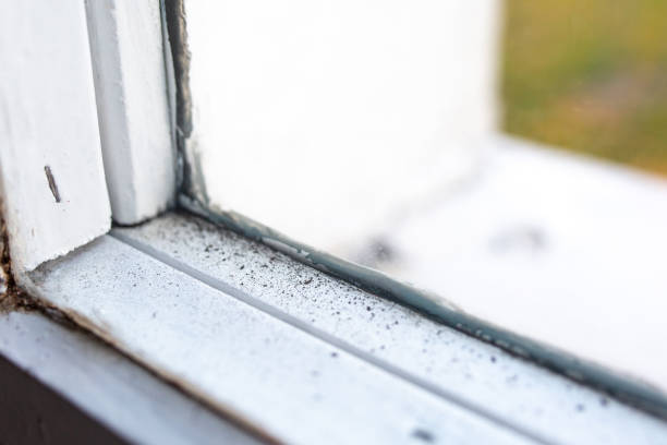 Best Industrial Mold Remediation  in Buenaventura Lakes, FL