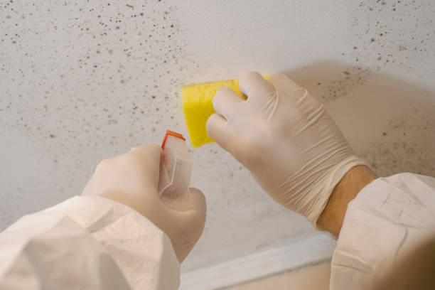 Forensic Mold Investigation in Buenaventura Lakes, FL