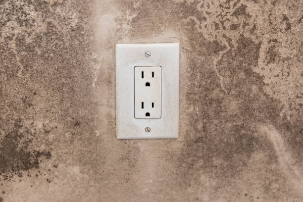 Best Basement Mold Removal  in Buenaventura Lakes, FL