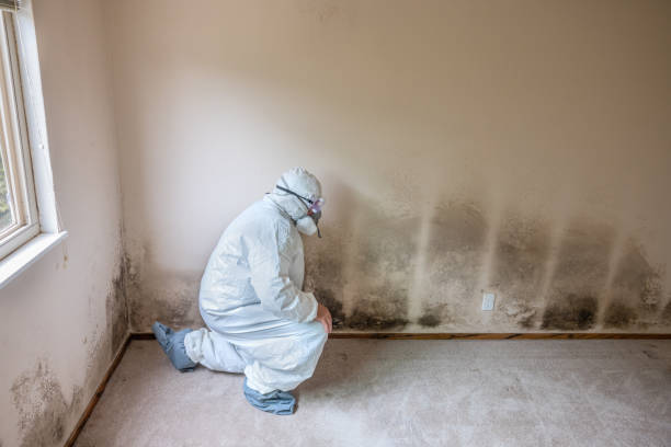 Best Attic Mold Removal  in Buenaventura Lakes, FL